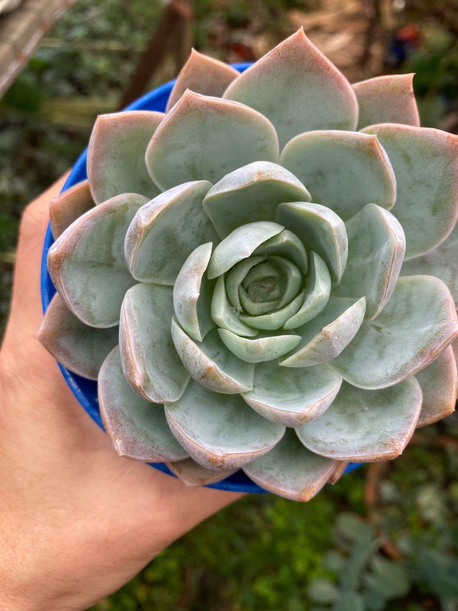 Echeveria 'Claudia' Rose Succulent 克罗地亚玫瑰多肉植物 | Lazada