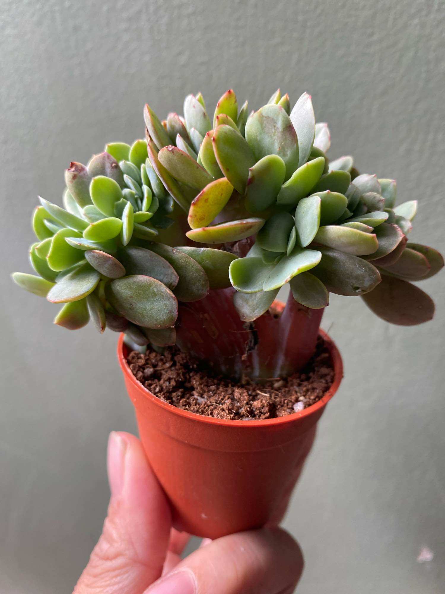 Echeveria Claudia Rose Succulent 克罗地亚玫瑰諁多肉植物Succulent