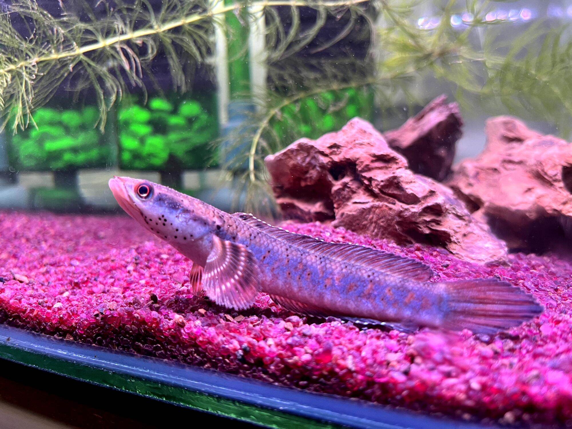 Channa Orcha Ikan Hiasan Akuarium Inci Pellet Trained Snakehead Fish